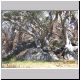 Falls Creek - Tree (2).jpg